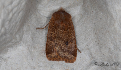 Lingonplattfly - The Chestnut (Conistra vaccinii)