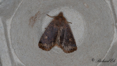 Lingonplattfly - The Chestnut (Conistra vaccinii)