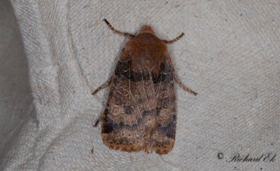 Lingonplattfly - The Chestnut (Conistra vaccinii)