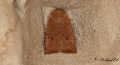 Lingonplattfly - The Chestnut (Conistra vaccinii)