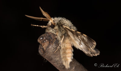 Taggig vintermtare - Small Brindled Beauty (Apocheima hispidaria)