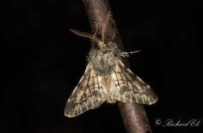 Taggig vintermtare - Small Brindled Beauty (Apocheima hispidaria)