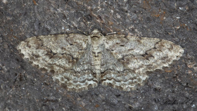 Dubbelvgig lavmtare - Small Engrailed (Ectropis crepuscularia)