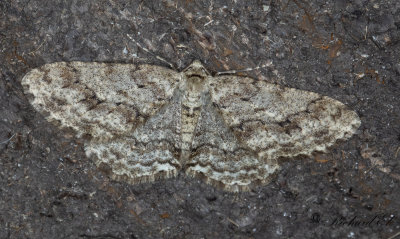 Dubbelvgig lavmtare - Small Engrailed (Ectropis crepuscularia)