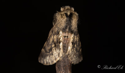 Taggig vintermtare - Small Brindled Beauty (Apocheima hispidaria)