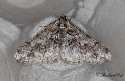 Svartbandad frostmtare - Spring Usher (Agriopis leucophaearia)