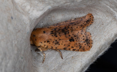 Rostgult plattfly - Dotted Chestnut (Conistra rubiginea)