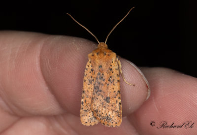 Rostgult plattfly - Dotted Chestnut (Conistra rubiginea)