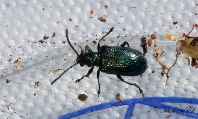 Bl sdesbagge (Oulema gallaeciana)