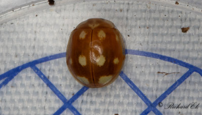 Tiofläckig nyckelpiga (Calvia decemguttata)