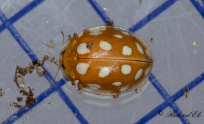 Sextonfläckig sköldpiga (Halyzia sedecimguttata)