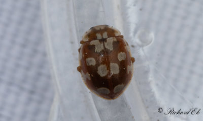 Artonflckig nyckelpiga (Myrrha octodecimguttata)
