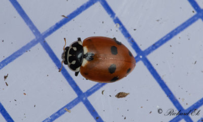Sandplattpiga (Hippodamia variegata)