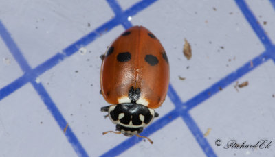  Sandplattpiga (Hippodamia variegata)