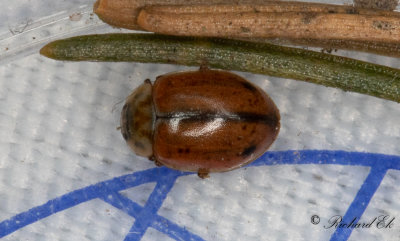Smutsfläckad nyckelpiga (Aphidecta obliterata)