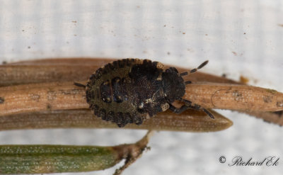 Rdbent brfis - Forest Bug (Pentatoma rufipes)