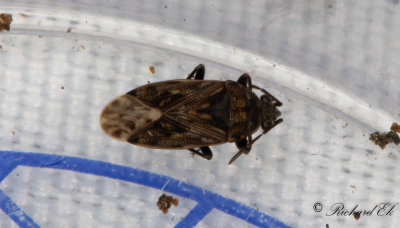 Peritrechus geniculatus