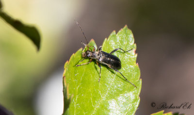 Dvrggrenbock (Grammoptera ruficornis)