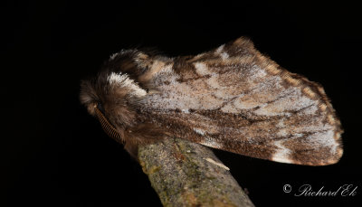 Vrflikvinge - Sievers' Prominent (Odontosia sieversii)