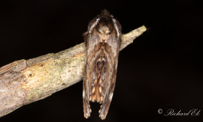 Vrflikvinge - Sievers' Prominent (Odontosia sieversii)