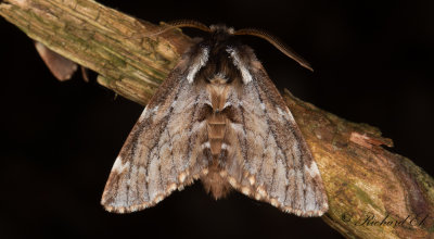 Vrflikvinge - Sievers' Prominent (Odontosia sieversii)