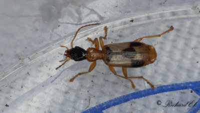 Korstecknad tasslpare (Demetrias imperialis)