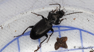 Krrsvartlpare (Pterostichus nigrita)