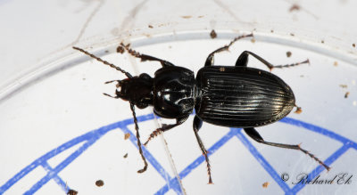 Krrsvartlpare (Pterostichus nigrita)