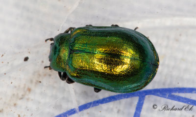 Alglansbagge (Plagiosterna aenea)