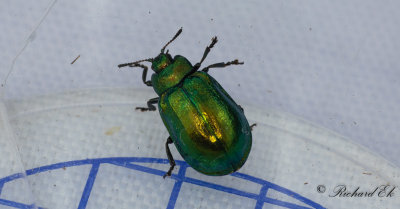Alglansbagge (Plagiosterna aenea)