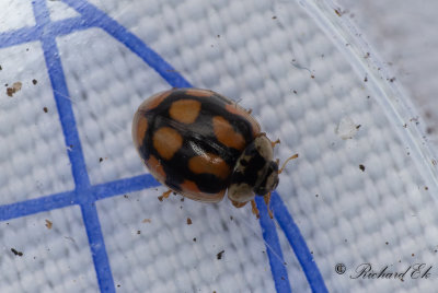 Tioprickig nyckelpiga - Ten spot ladybird (Adalia decempunctata)