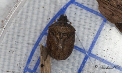 Hammarbrfis (Podops inunctus)