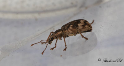 Marmorglansvivel (Polydrusus tereticollis)