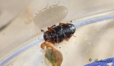 Dacne bipustulata