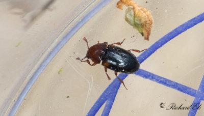 Dacne bipustulata