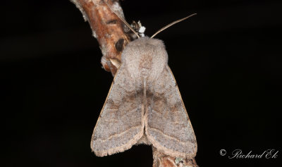Brunbandat slgfly - Northern Drab (Orthosia opima)