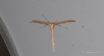 kervindefjdermott - Morning-glory plume moth (Emmelina monodactyla)