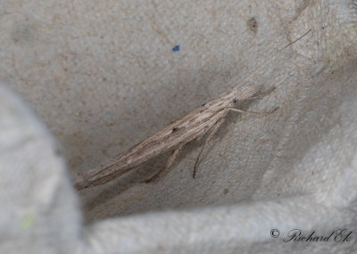 Benvedshstmal - Ypsolopha mucronella