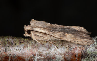 Grbrunt trfly - Pale Pinion (Lithophane socia)