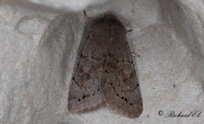 Aspslgfly - Lead-coloured Drab (Orthosia populeti)