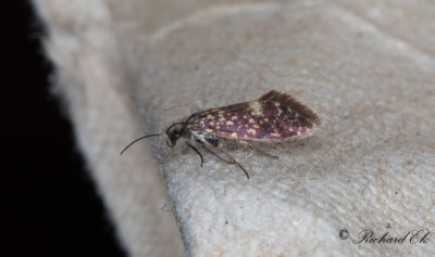 Vrpurpurmal - Early Purple (Eriocrania semipurpurella)