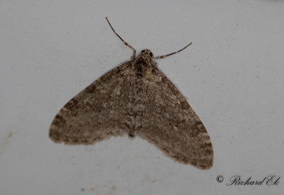 Asplobmtare - Early Tooth-striped (Trichopteryx carpinata)