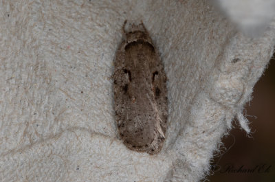 Slgplattmal (Agonopterix ocellana)