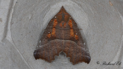 Flikfly - The Herald (Scoliopteryx libatrix)