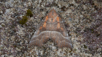 Flikfly - The Herald (Scoliopteryx libatrix)