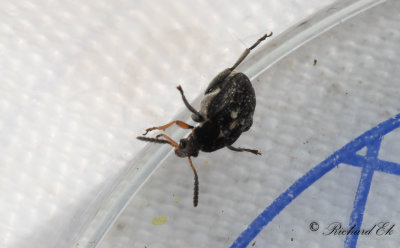 Krkvickersfrbagge (Bruchus atomarius)