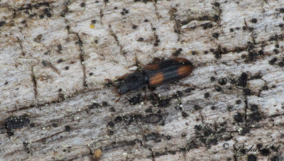 Bitoma crenata