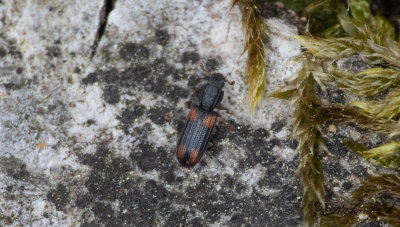 Bitoma crenata