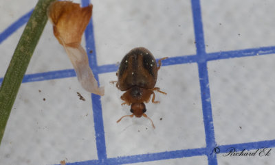 Mörk rotpiga (Rhyzobius chrysomeloides)