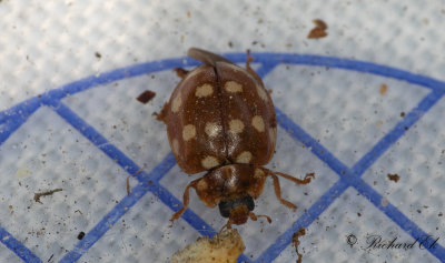 Fjortonflckig lvpiga - Cream-spot ladybird (Calvia quatuordecimguttata) 